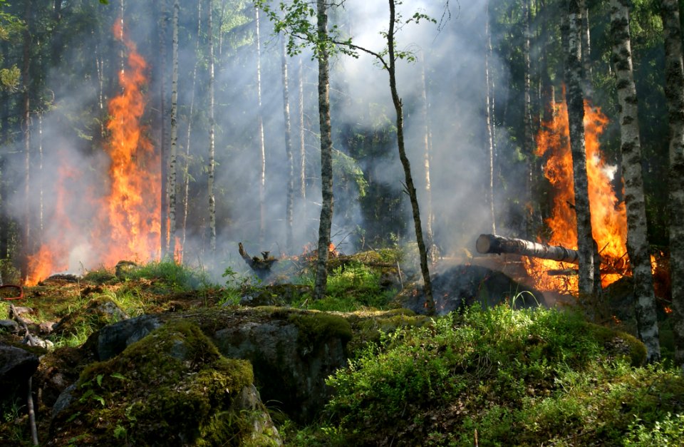 Wildfire Forest Ecosystem Vegetation