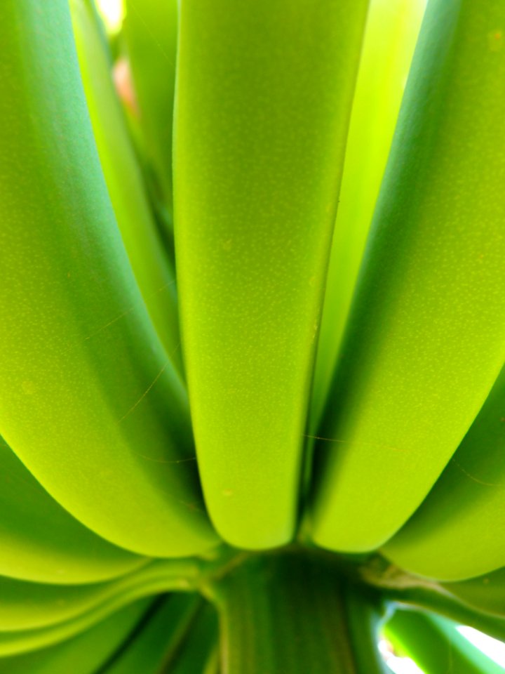 Green Leaf Close Up Flora