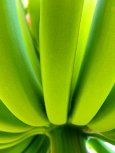 Green Leaf Close Up Flora