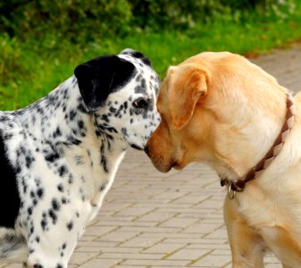 Dog Dog Breed Dog Like Mammal Snout