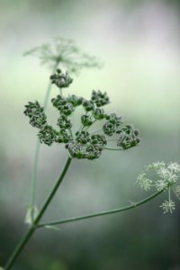 Flora Plant Vegetation Cow Parsley
