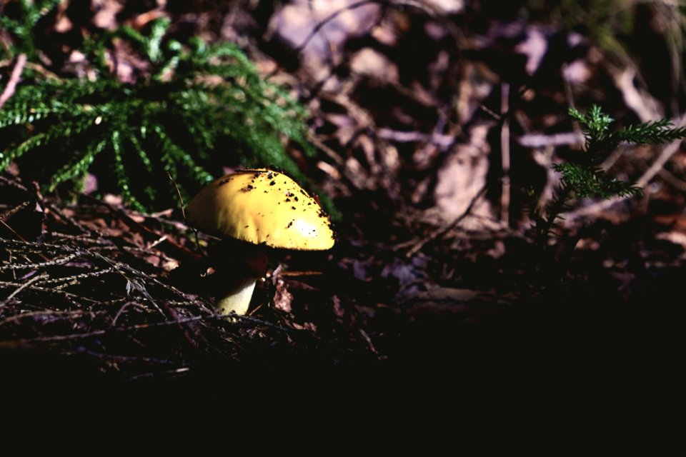 Mushroom Beside Green Plant