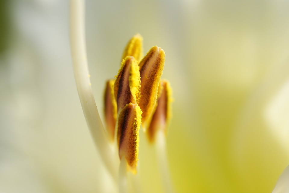 Plant pistil pollen