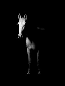 White Horse Black And White Photo photo