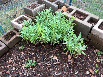 My One Garden Success