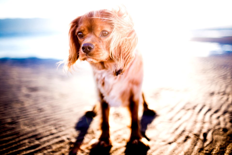 Tan Coated Small Dog