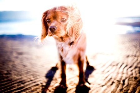 Tan Coated Small Dog photo