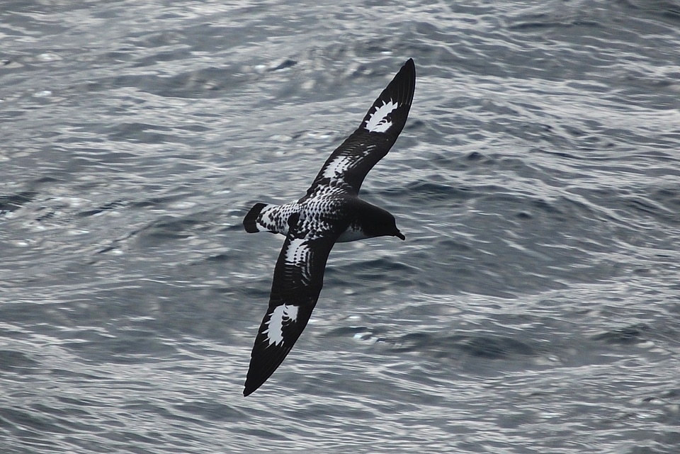 Ocean water flying