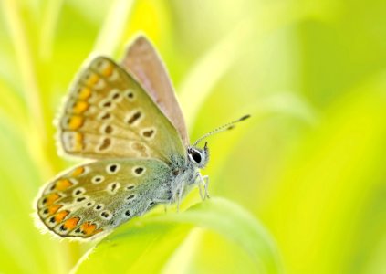 Yellow Brown And Silver Butterfly Sitting On A Grass