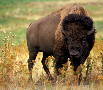 Large Bison