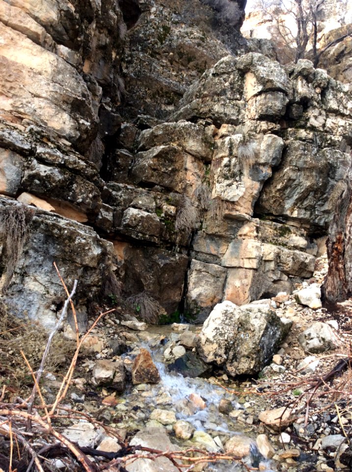 Plant Bedrock Wood Natural Landscape photo