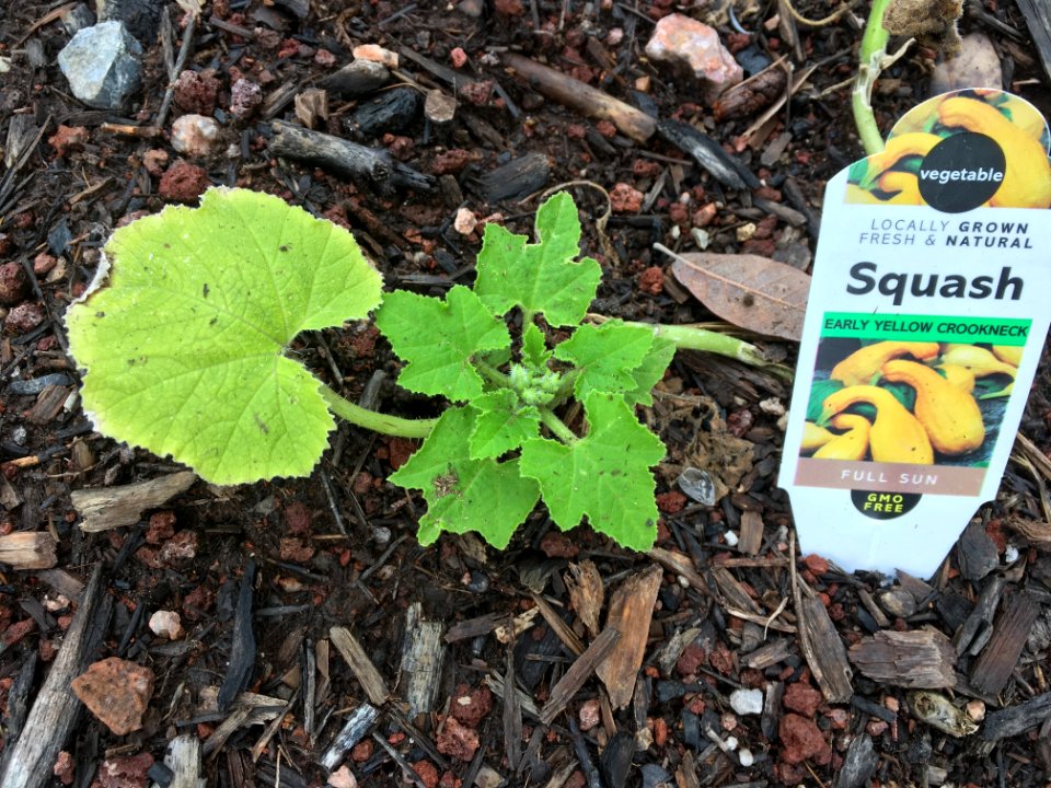 Can The Squash Come Back In Time