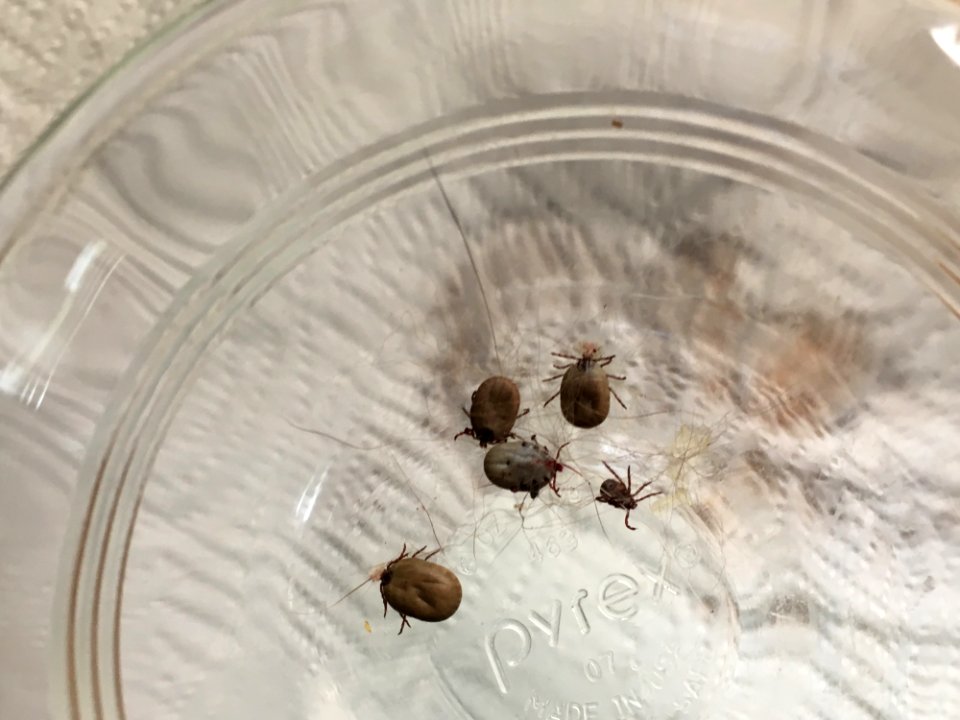 Felix Had Five Hitchhikers From Our Trip