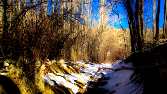 Plant Snow Sky Natural Landscape