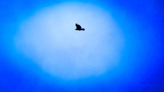 Atmosphere Bird Blue Sky