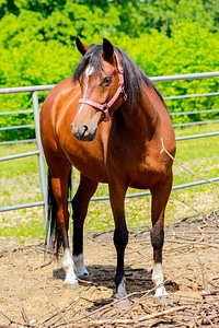 The head of a horse pony ranch photo