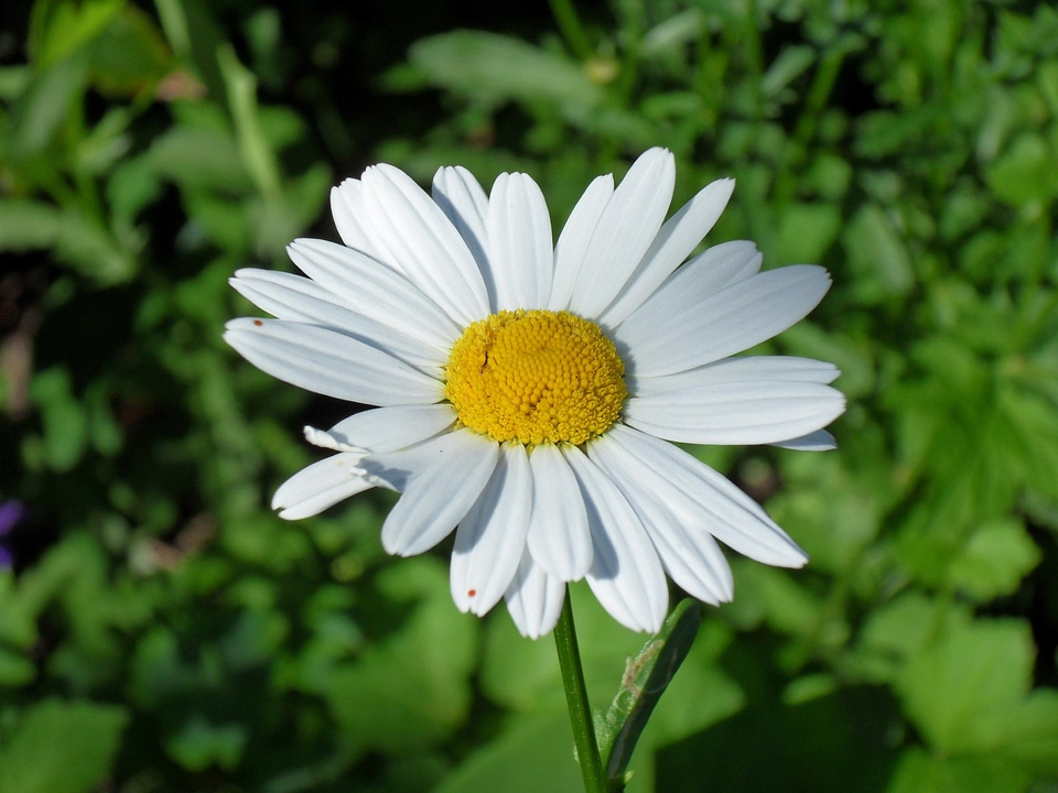 Summer daisies flower