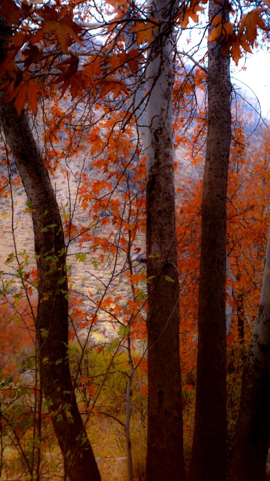 Brown Plant Natural Landscape Twig