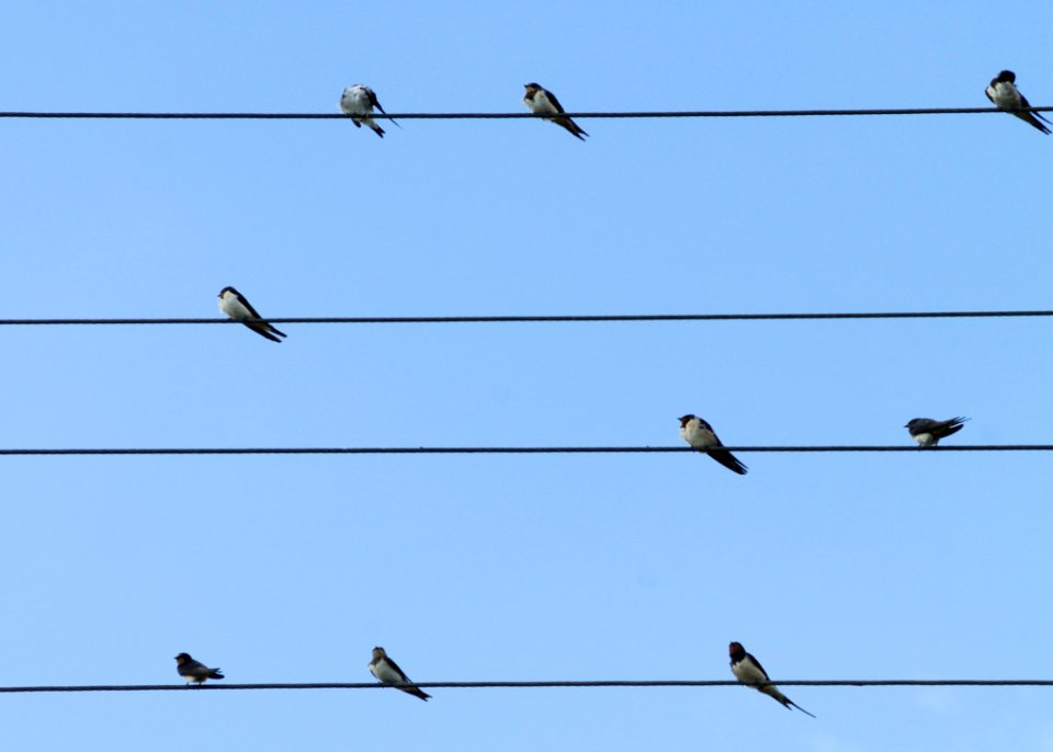 Bird Sky Fauna Line