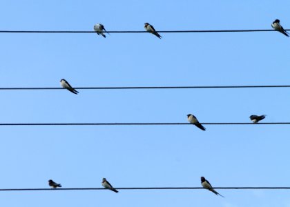 Bird Sky Fauna Line