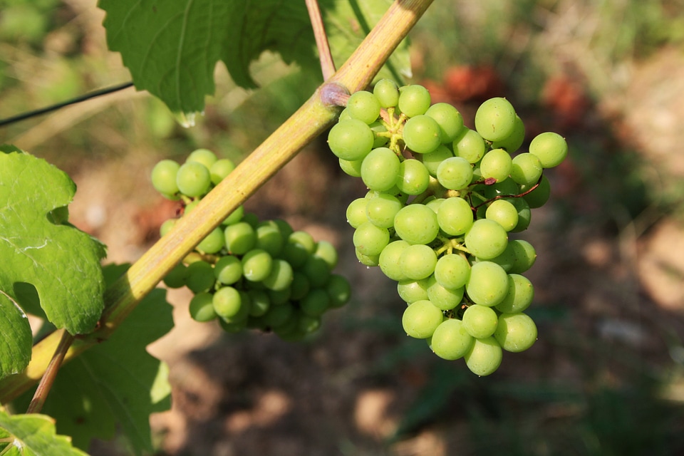 Green fruit berries