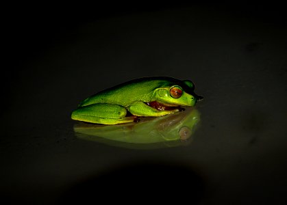 Ranidae Tree Frog Frog Amphibian photo