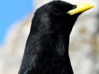 Bird Beak Fauna American Crow photo