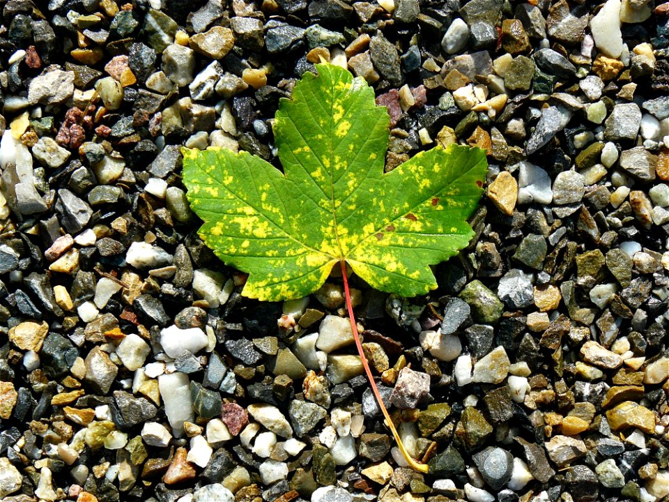 Leaf Plant Autumn