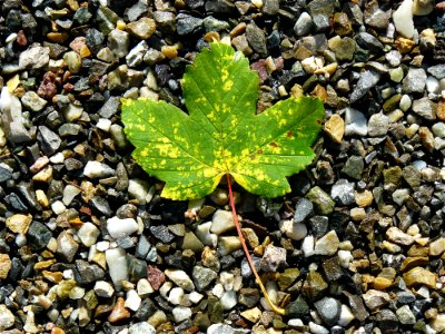 Leaf Plant Autumn