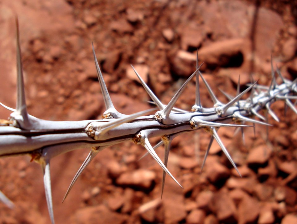 Flora Thorns Spines And Prickles Plant Grass Family