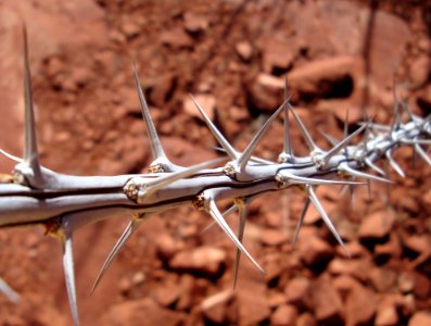 Flora Thorns Spines And Prickles Plant Grass Family