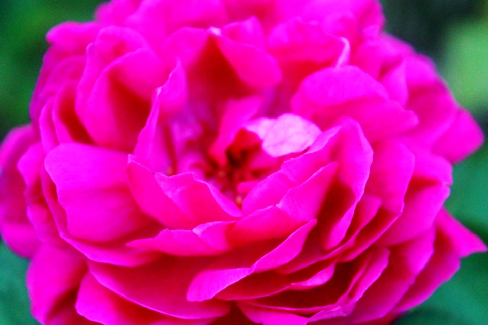 Flower Rose Rose Family Pink