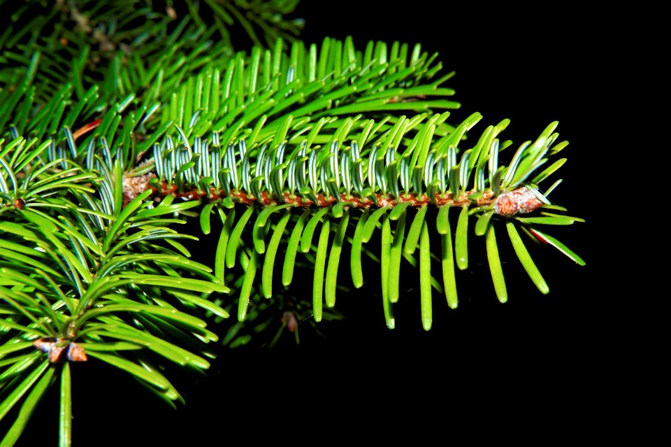 Pine Family Plant Spruce Conifer
