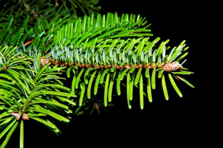 Pine Family Plant Spruce Conifer photo