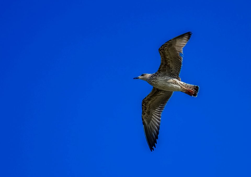 Bird Fauna Sky Beak