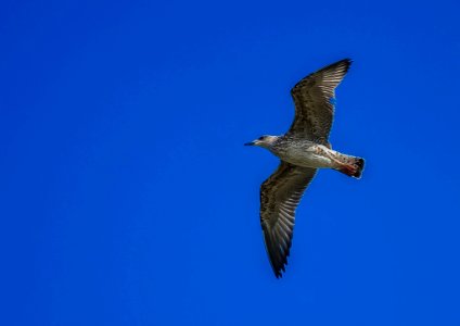 Bird Fauna Sky Beak photo