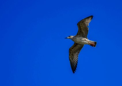 Bird Fauna Sky Beak