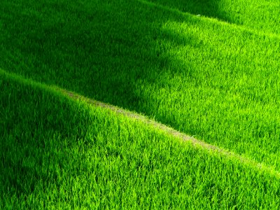 Grass Green Field Lawn photo
