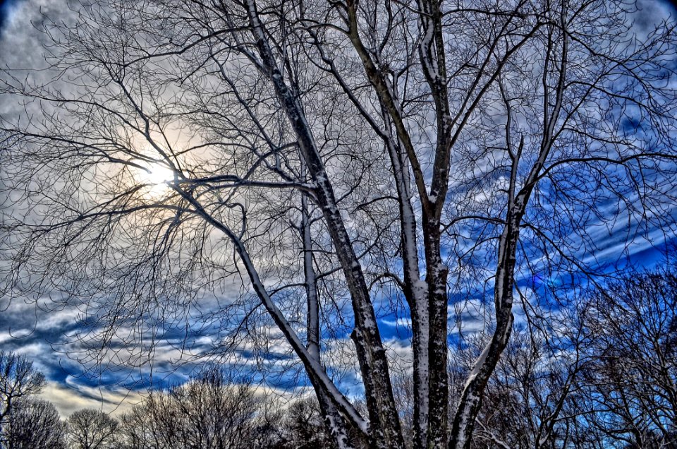 Sky Branch Tree Winter