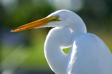 Bird Beak Great Egret Egret
