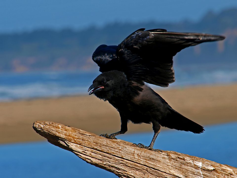 Bird American Crow Crow Like Bird Crow