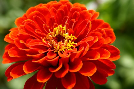 Flower Orange Petal Annual Plant