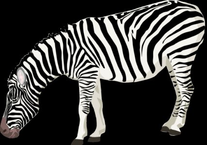 Zebra Wildlife Black And White Terrestrial Animal