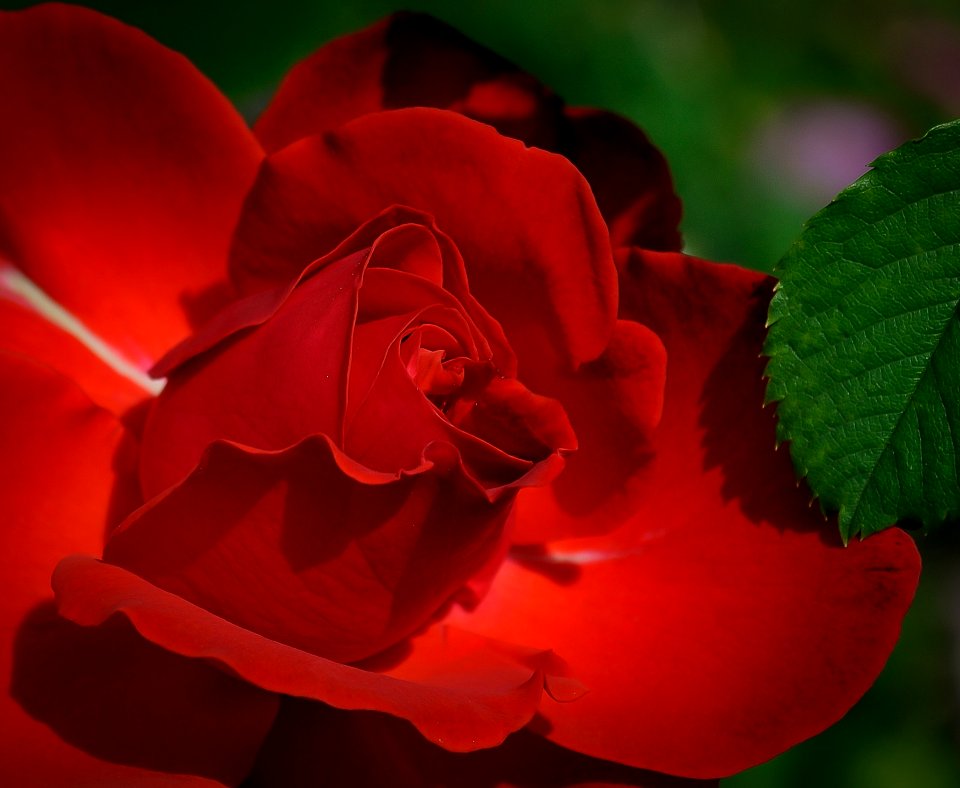 Red Rose Flower Rose Family