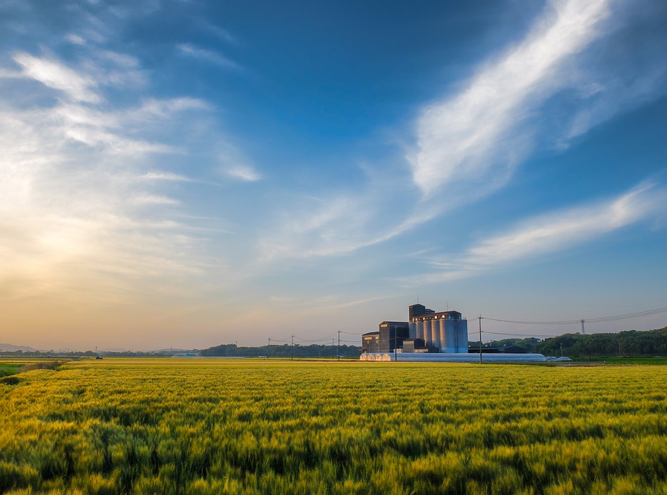 Sky wheat sunset