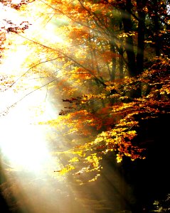 Nature Leaf Autumn Yellow