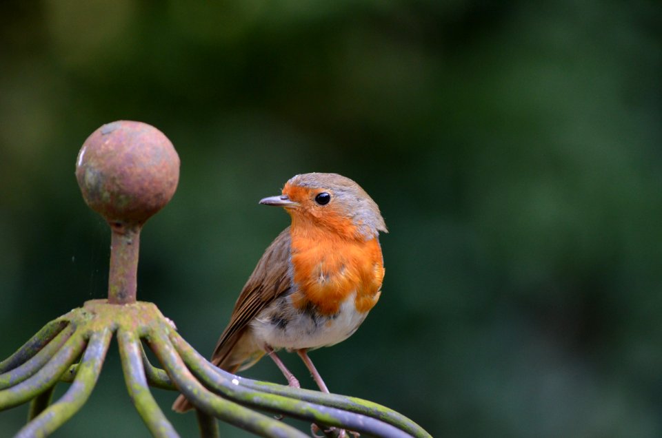 Bird European Robin Beak Fauna