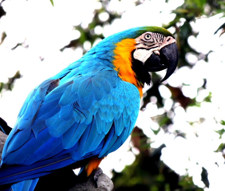 Bird Parrot Macaw Beak photo