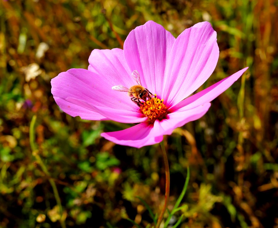 Flower Flora Garden Cosmos Wildflower photo