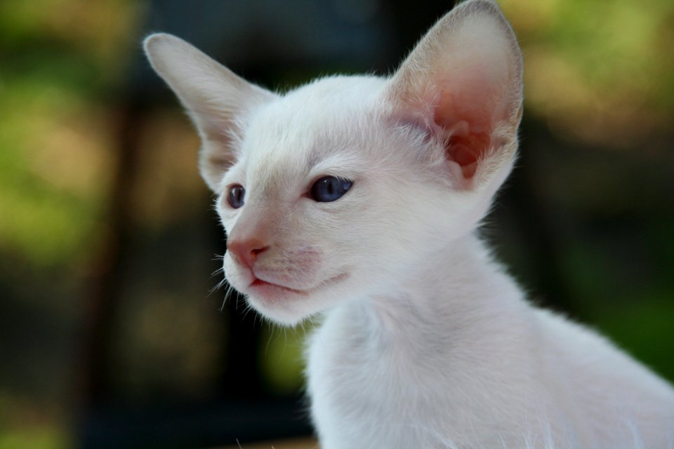 Cat Small To Medium Sized Cats Cat Like Mammal Fauna